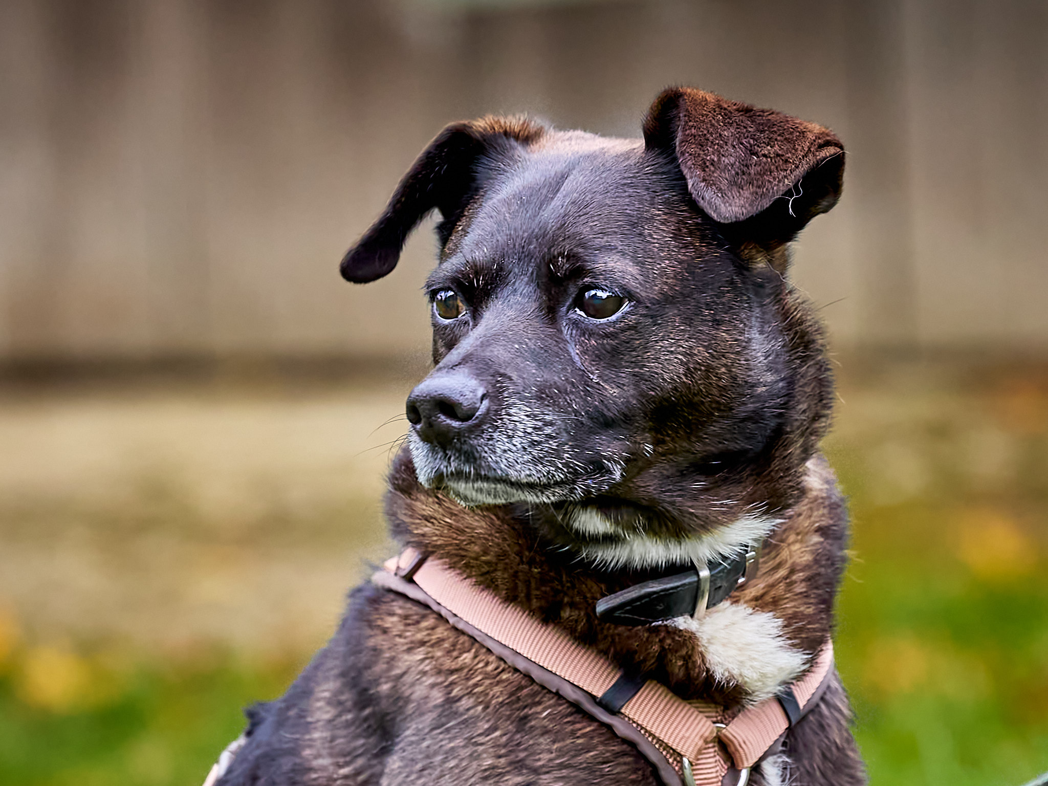 Marley_6M20409_Annabelle_Felusch_Nov. 10 2024.jpg Marley_6M20409_Annabelle_Felusch_Nov. 10 2024.jpg